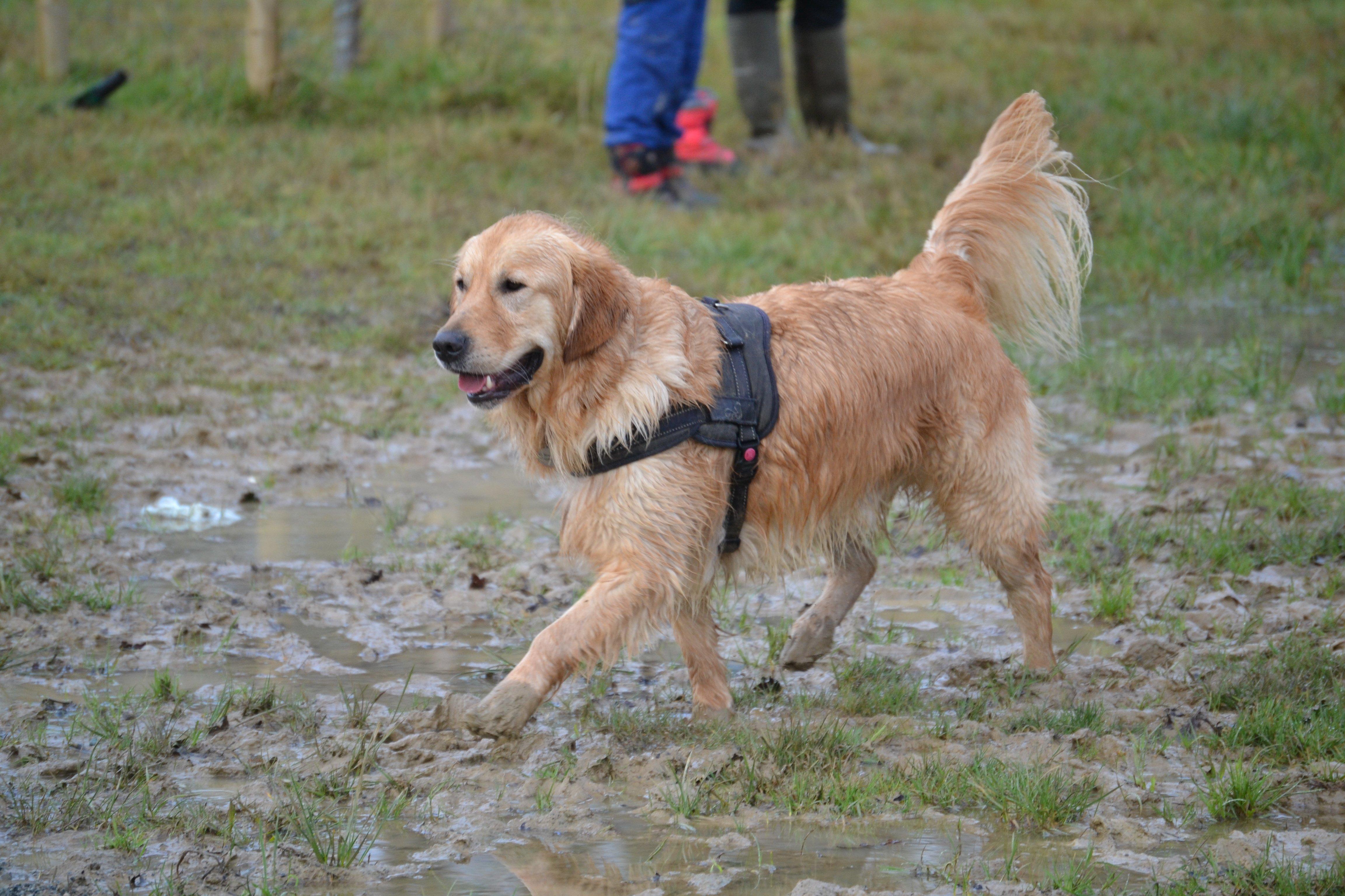 A running golden at a recent meet-up for owners and their canine companions, photo courtesy of Millie Goad