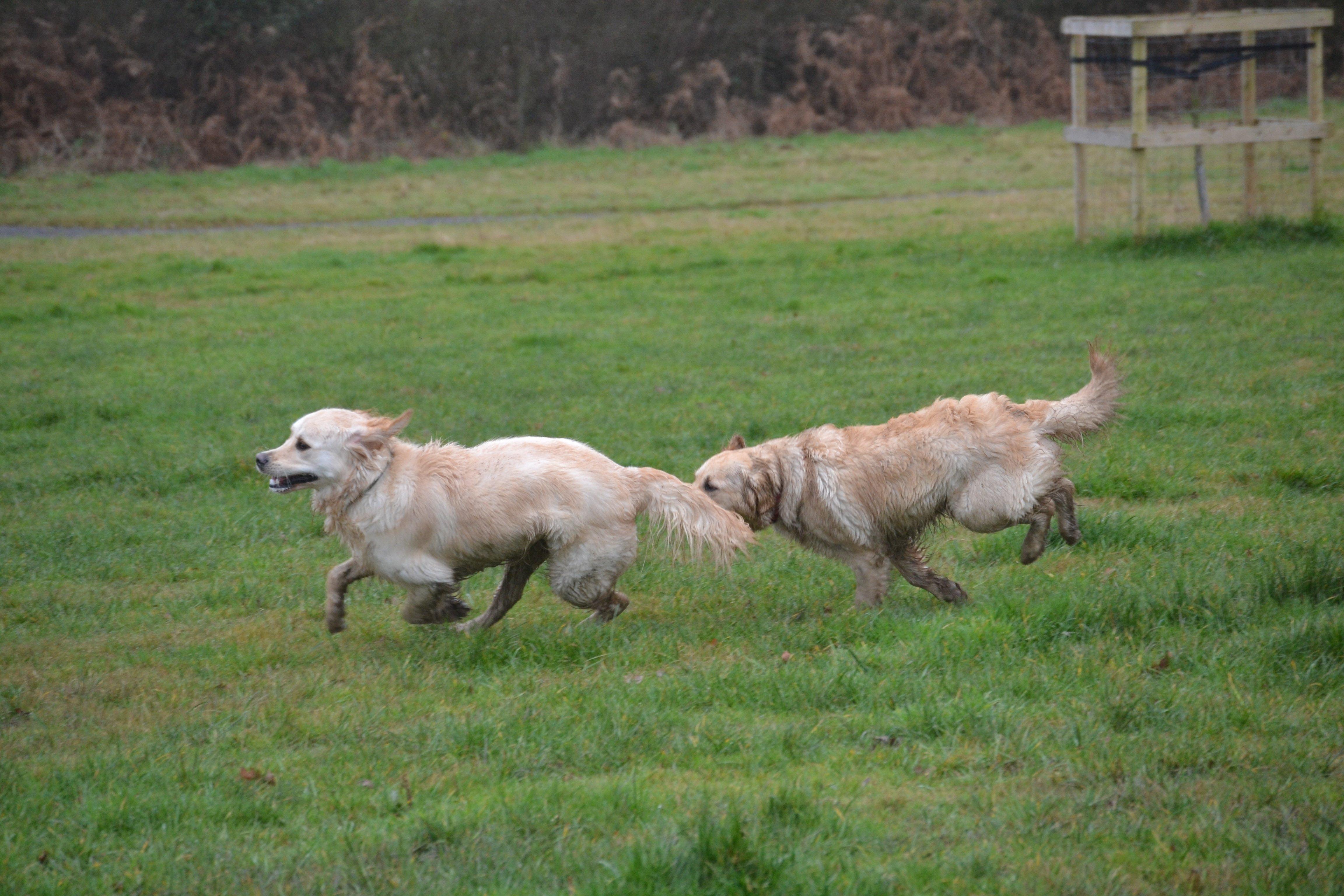 Two golden retrievers chase each other at the Kent and Sussex Golden Retrievers meet-up, photo courtesy of Millie Goad