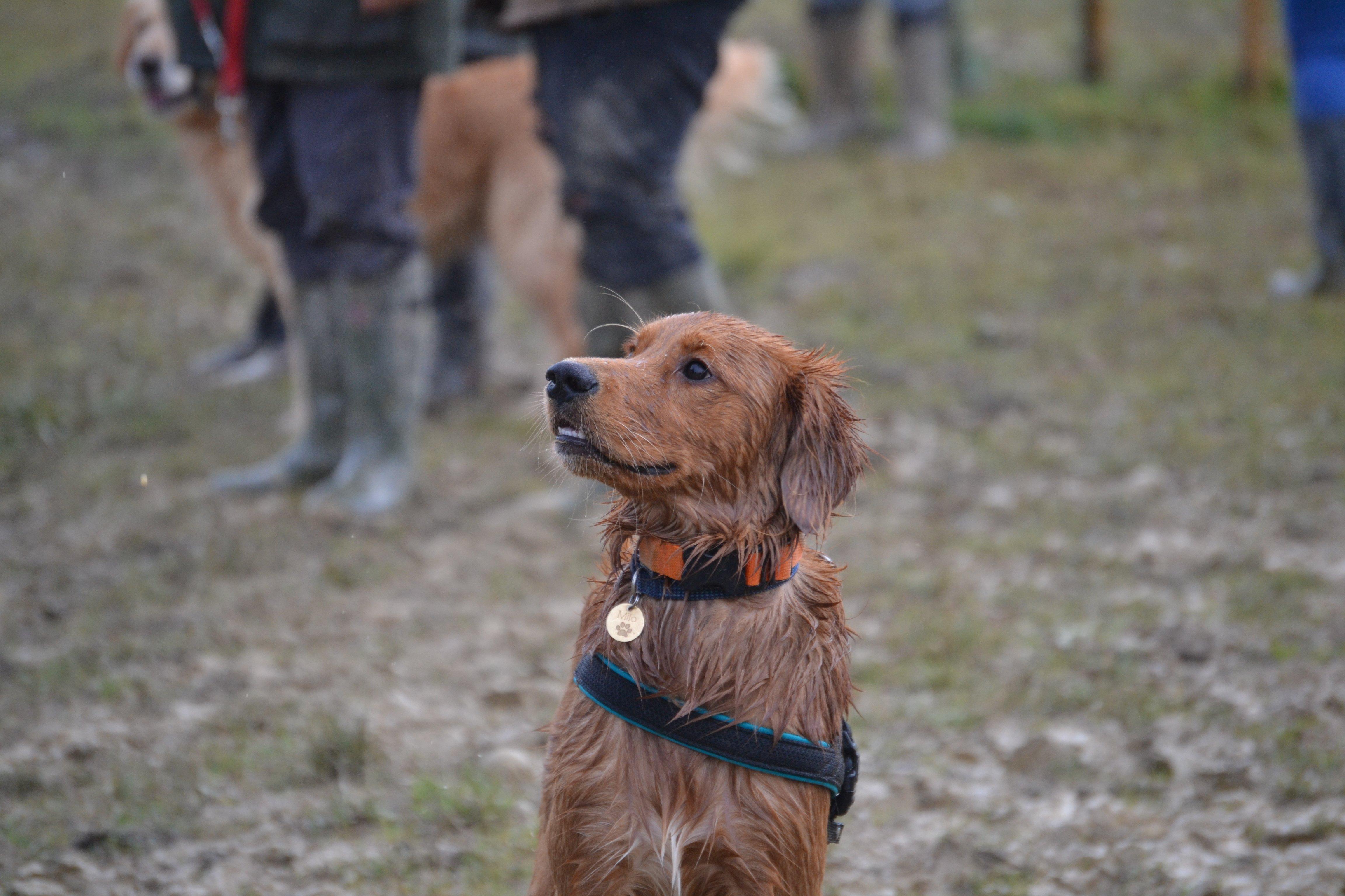 A muddy golden at the Kent and Sussex Golden Retrievers meeting, photo courtesy of Millie Goad