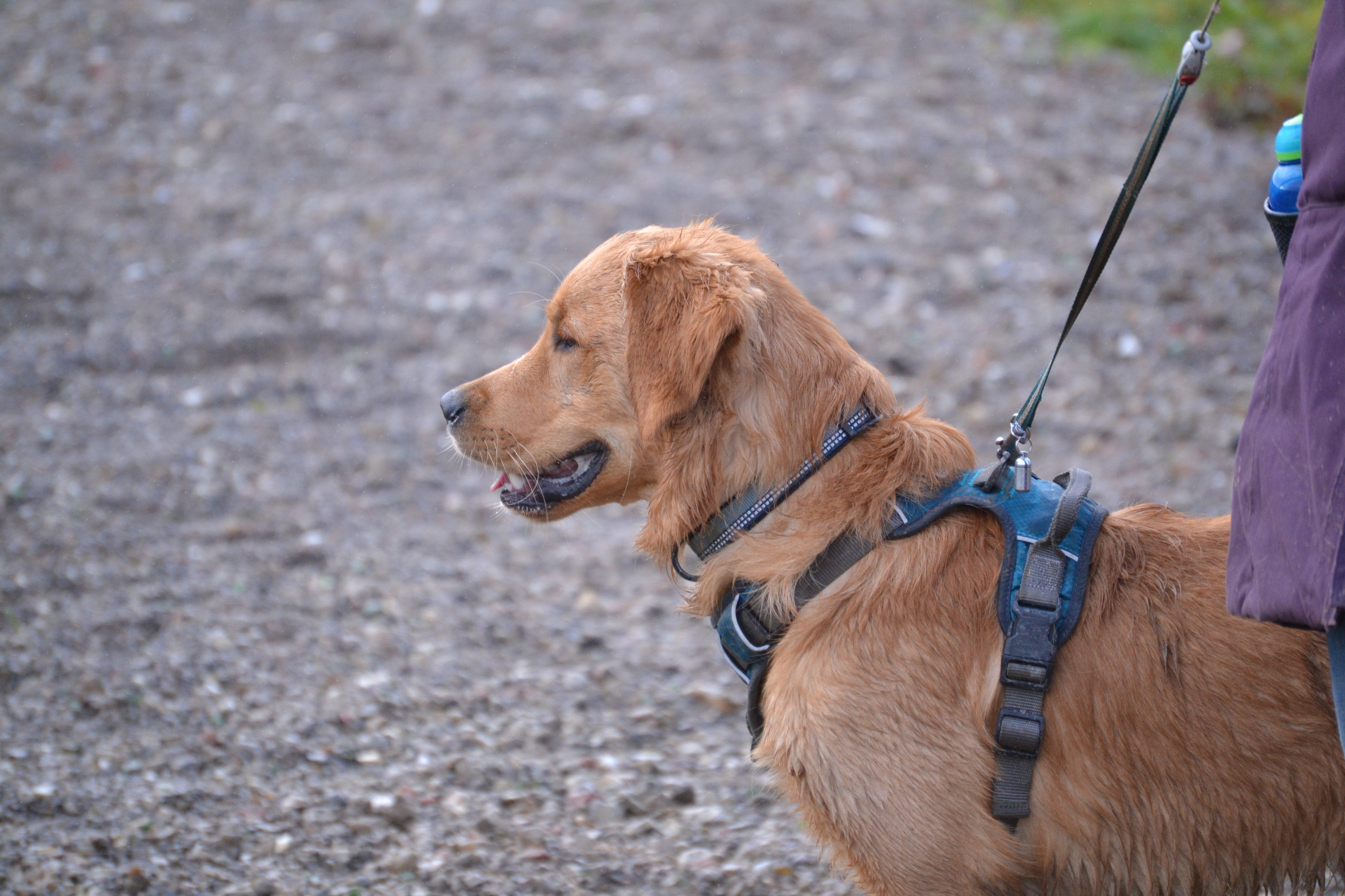 29 retrievers and their owners met at Horsted Green Park on Sunday, January 5, photo courtesy of Millie Goad