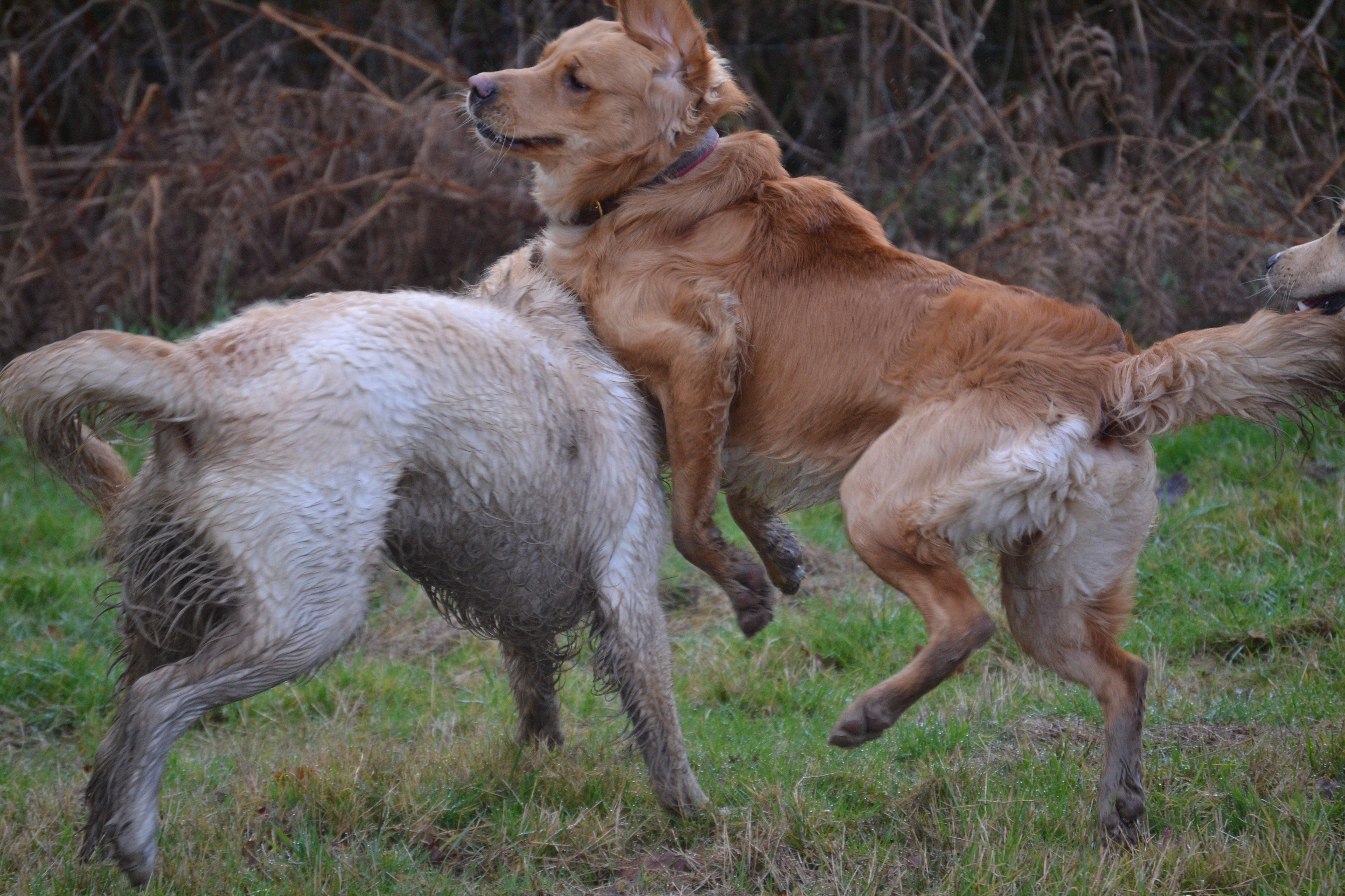 Two retrievers collide at the meet-up, photo courtesy of Millie Goad