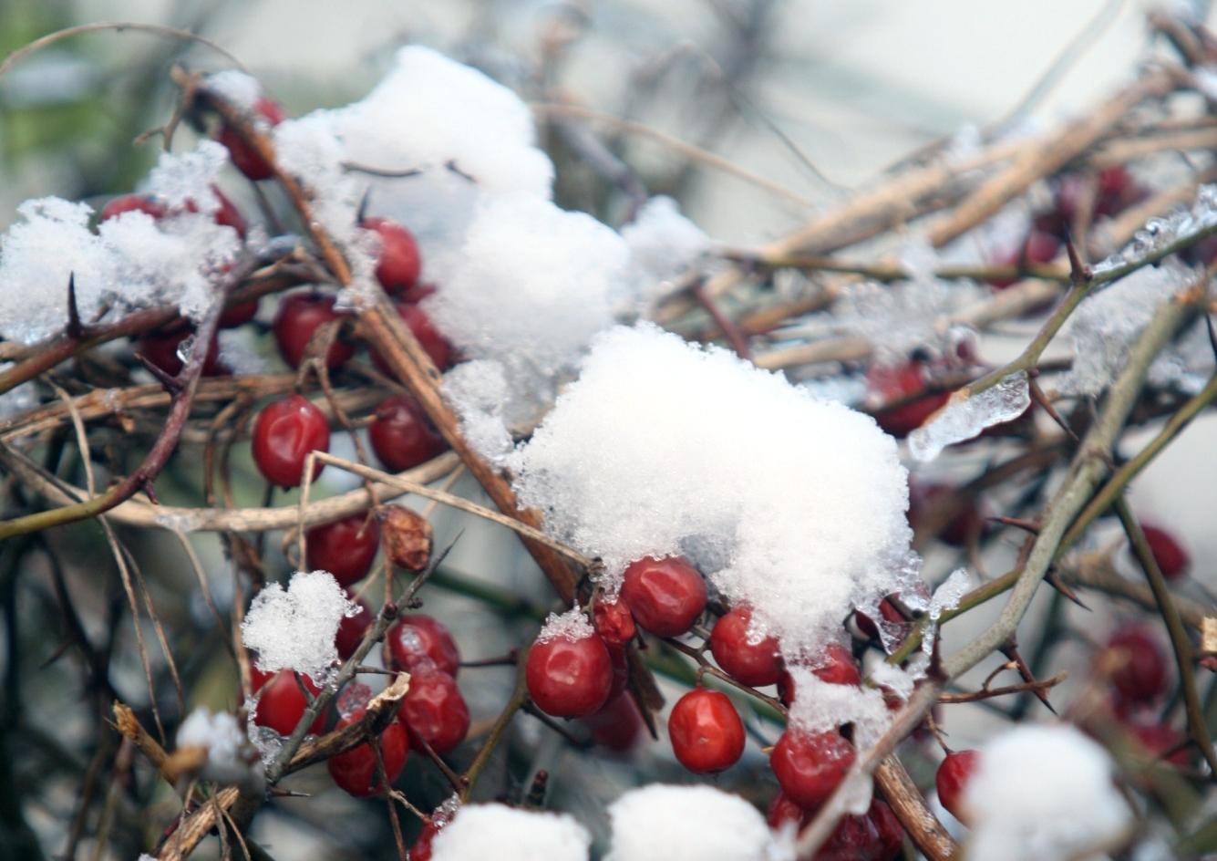 Seasonal berries. Photo by Steve Cobb