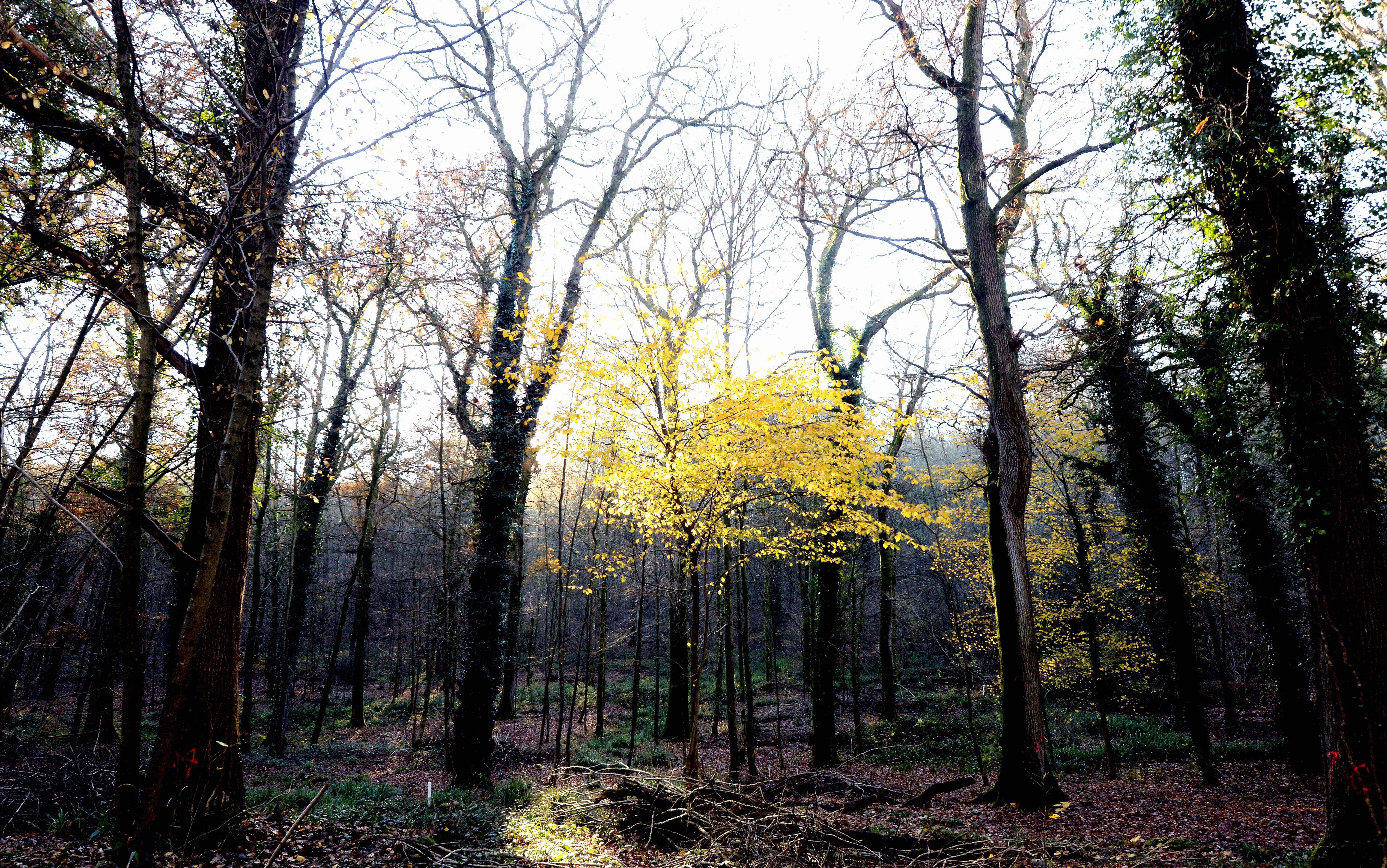 Woods around West Dean in West Sussex. by kate Shemilt SUS-190212-191737008
