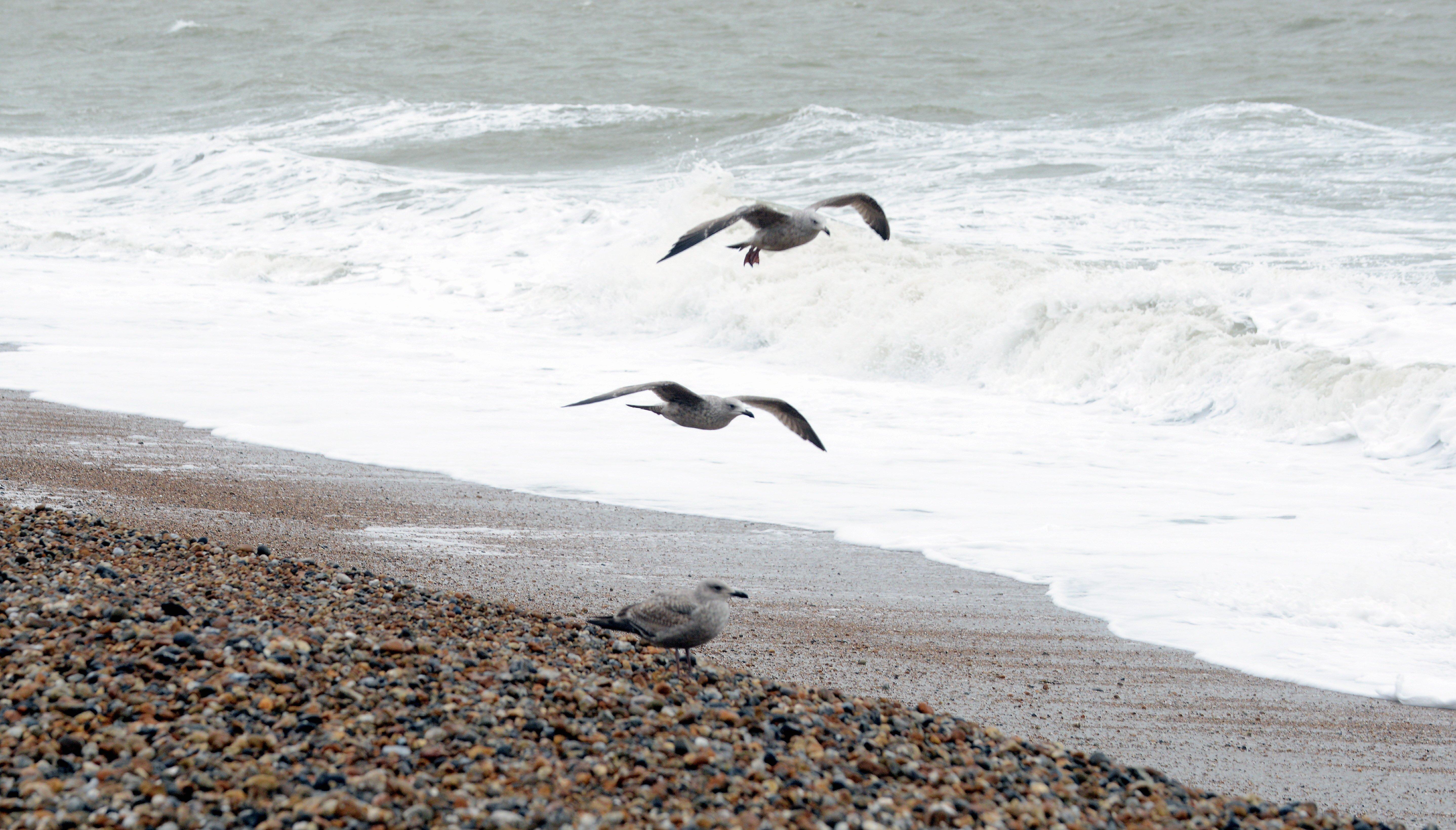 Gulls along the shore at Bognor Regis. Kate Shemilt. SUS-201101-205439008