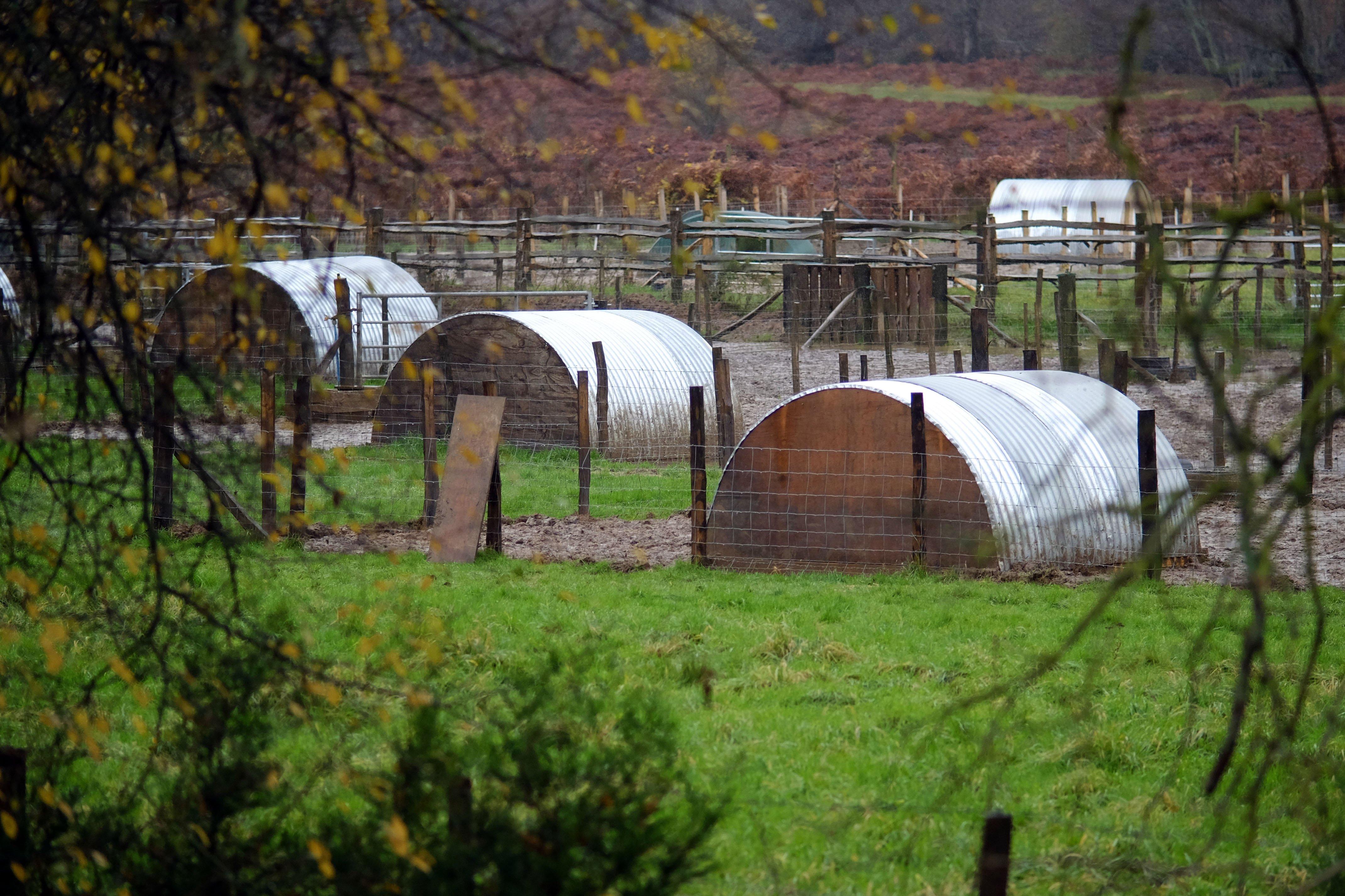 Pig arcs in waterlogged field, Buxted. By Peter Cripps. SUS-191128-074650008