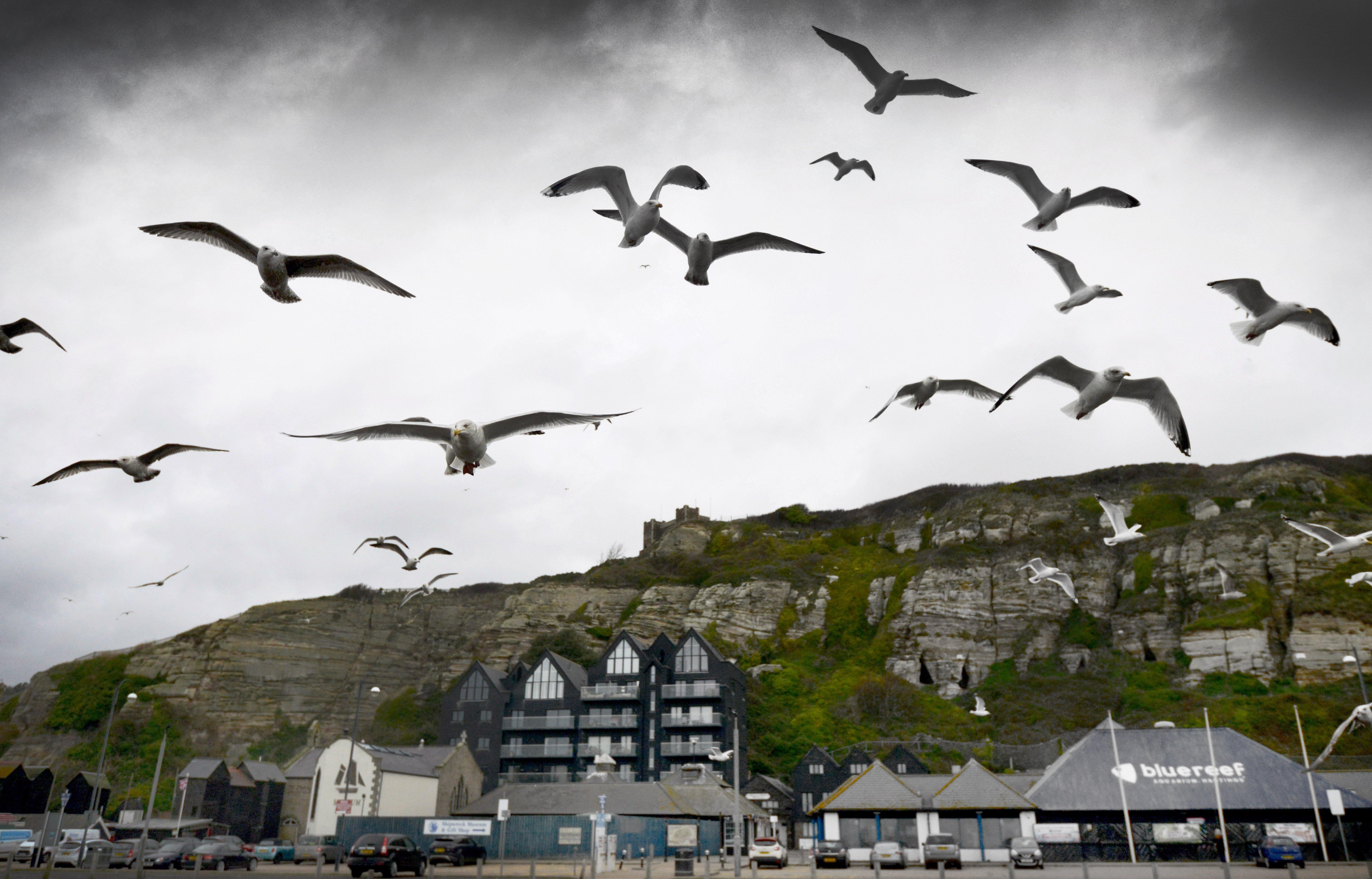Seagulls in Hastings. by Justin Lycett. SUS-200113-121127001