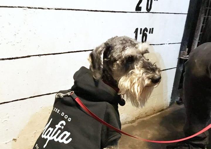 Dress Up Your Dog Day at the True Crime Museum SUS-201201-163048001