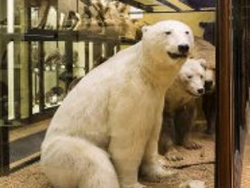 Get up close and personal with animals from around the world at the Natural History Museum. www.nhm.ac.uk