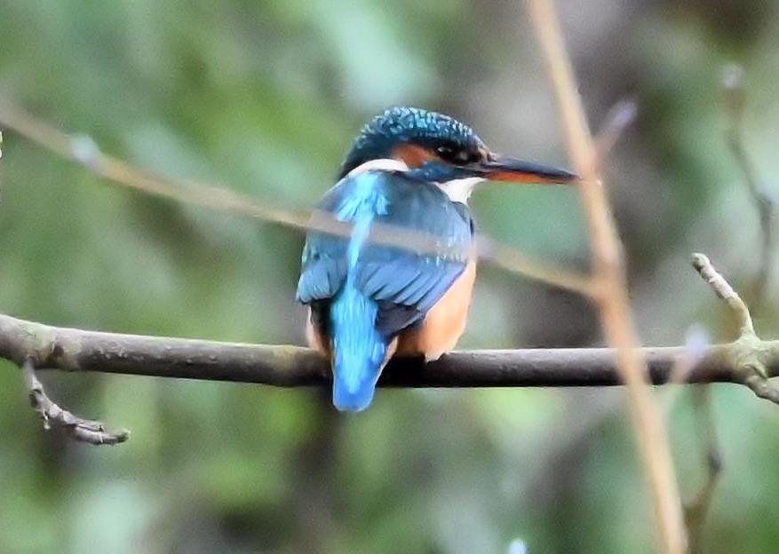 Derek A Briggs caught this kingfisher with a Nikon Z50 mirrorless camera. "Flooding of the inlet stream to Hampden Park Lake provided good fishing area for a pair of kingfishers - this is the female," he said. SUS-200129-111549001
