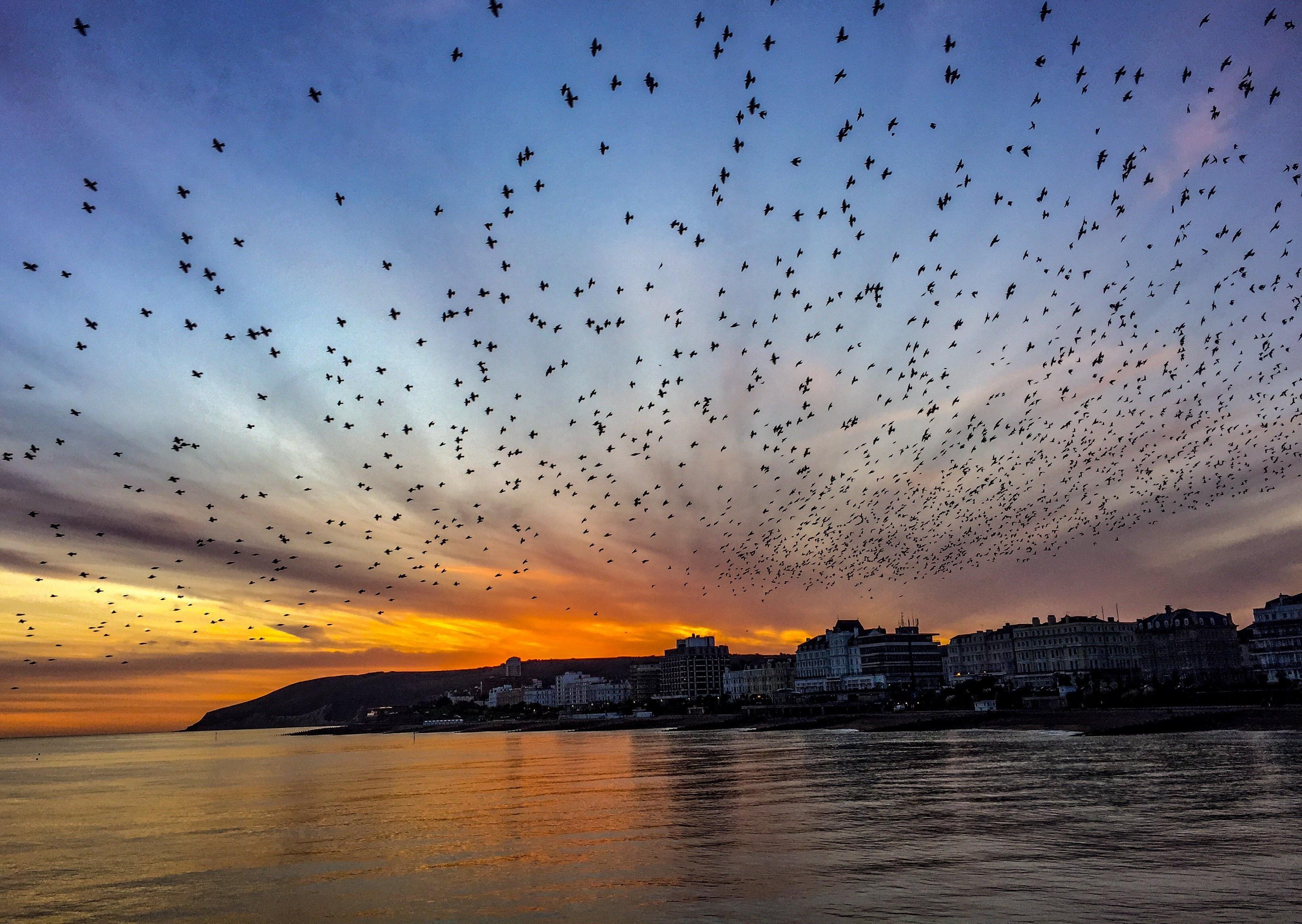 Murmuration of starlings flying over Eastbourne pier, photographed in the early evening of Saturday January 18, by John Stillwell. SUS-200122-154111001