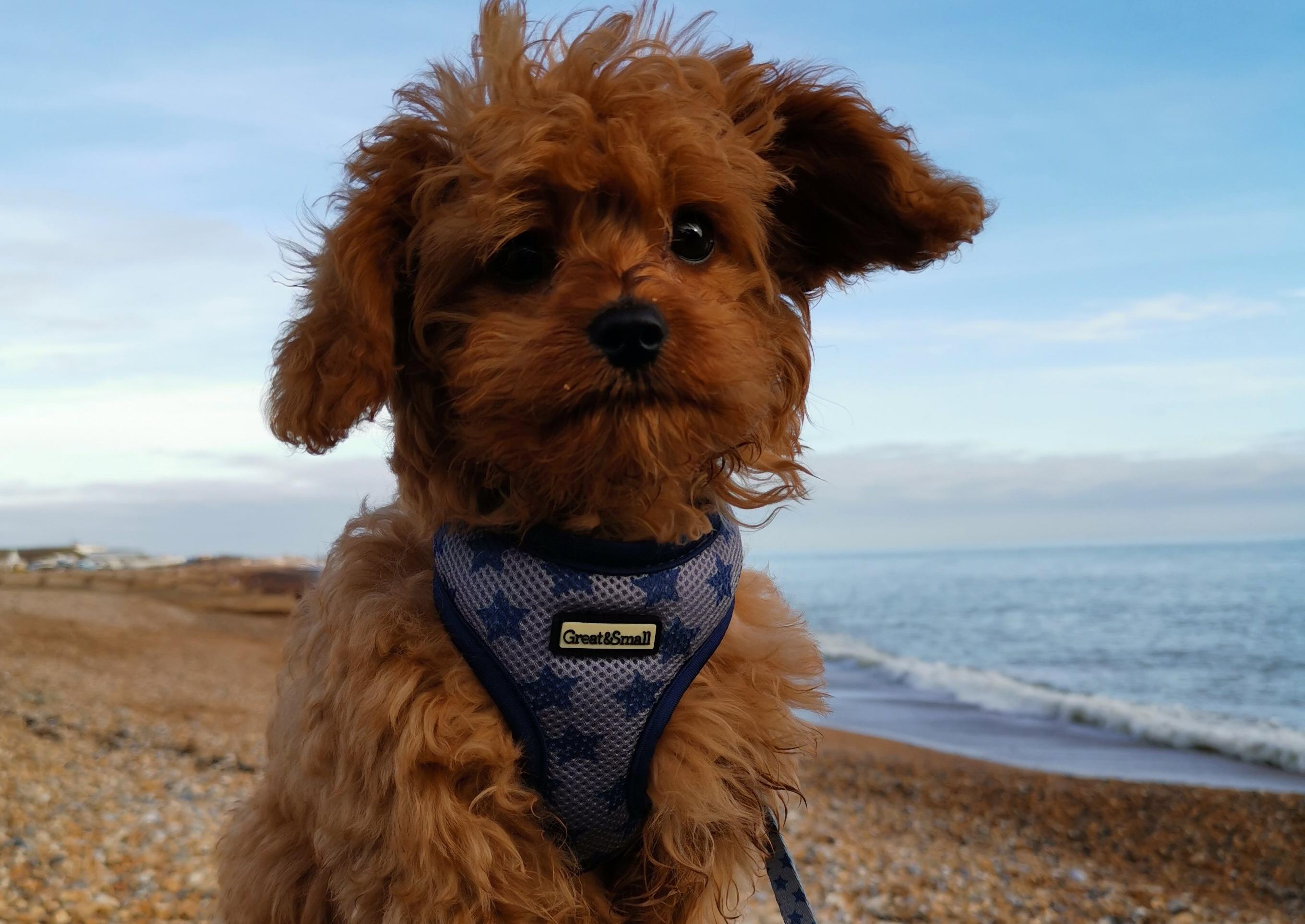 Tayla and Jack Clapson sent in this photograph of their 15-week-old puppy, Benji, visiting Eastbourne beach for the first time SUS-200129-111440001