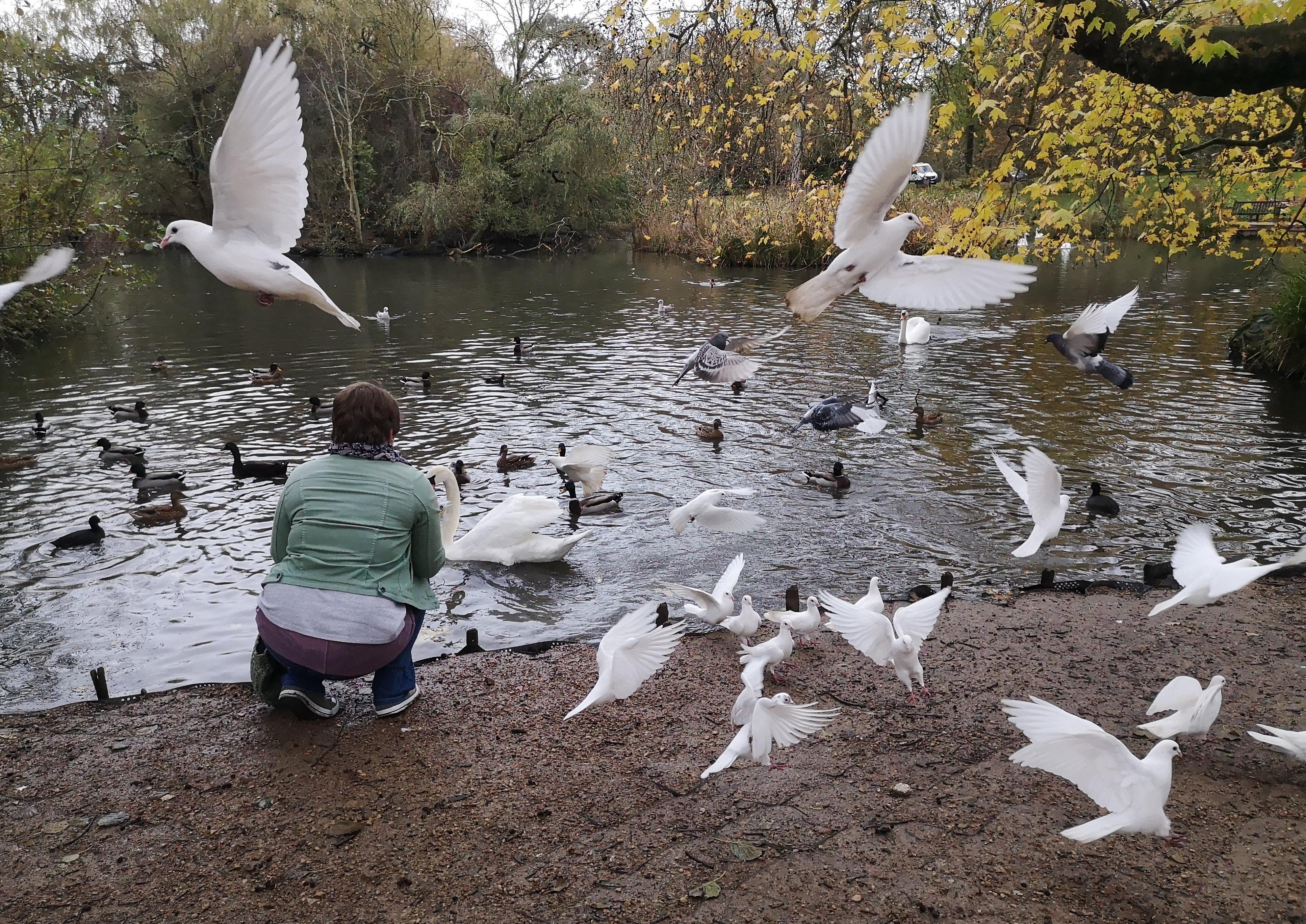 Feeding time at Decoy Pond, Hampden Park - taken by Jim Slater with a Huawei P20 SUS-200129-111451001