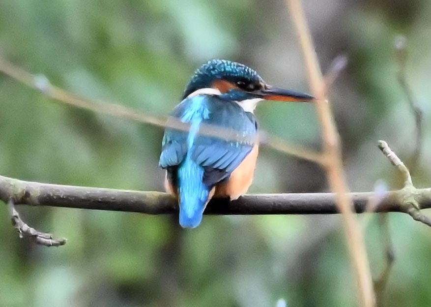 Derek A Briggs caught this kingfisher with a Nikon Z50 mirrorless camera. "Flooding of the inlet stream to Hampden Park Lake provided good fishing area for a pair of kingfishers - this is the female," he said. SUS-200129-111549001