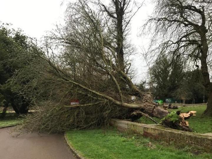 This morning East Carlton Park in Corby was shut after a tree came down at the entrance.