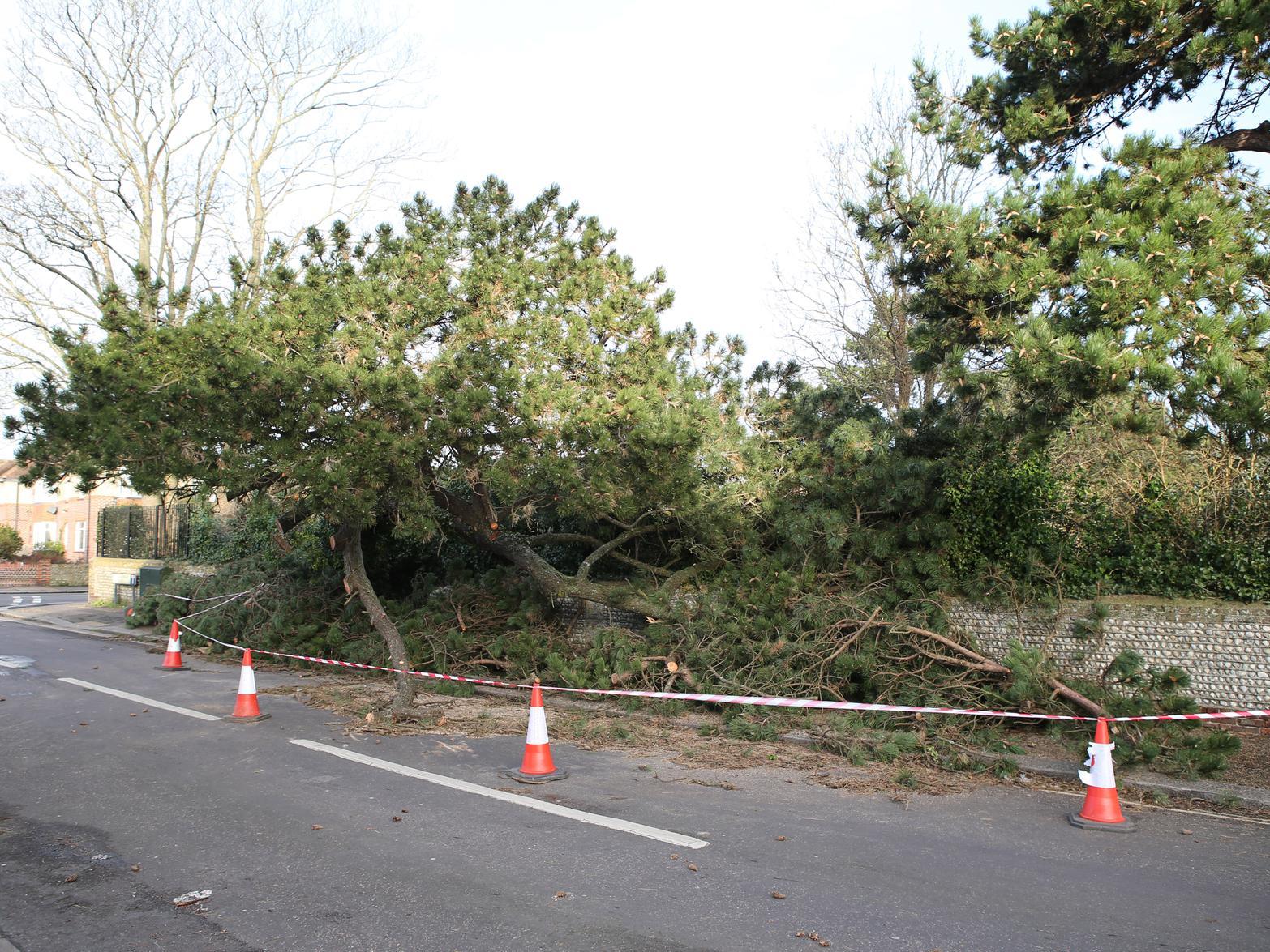 A tree in Carnegie Road, Worthing, has fallen down