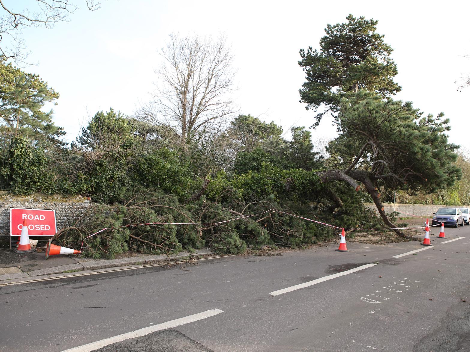A tree in Carnegie Road, Worthing, has fallen down