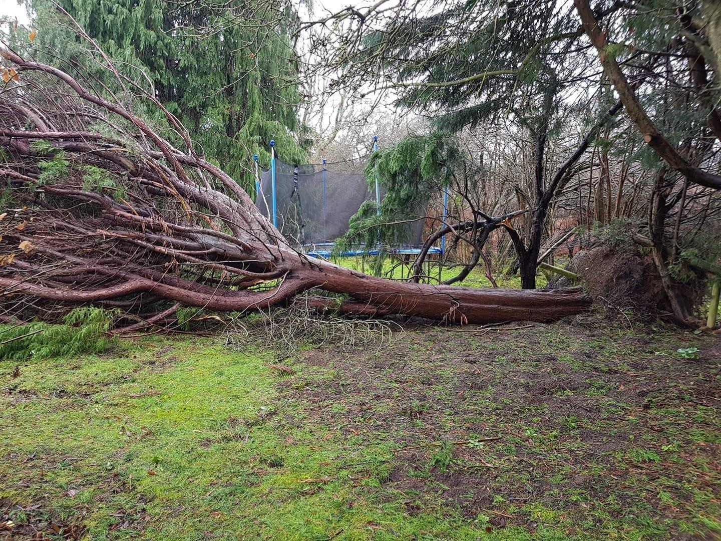 A fallen tree in a Pulborough Garden. The trampoline survived, thankfully. SUS-200216-162834001