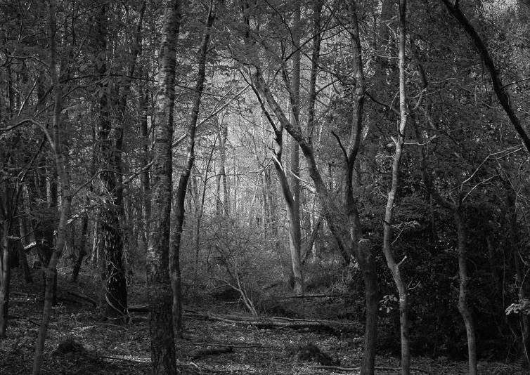 April – Woodland: Woodland 2 by Andy Jones