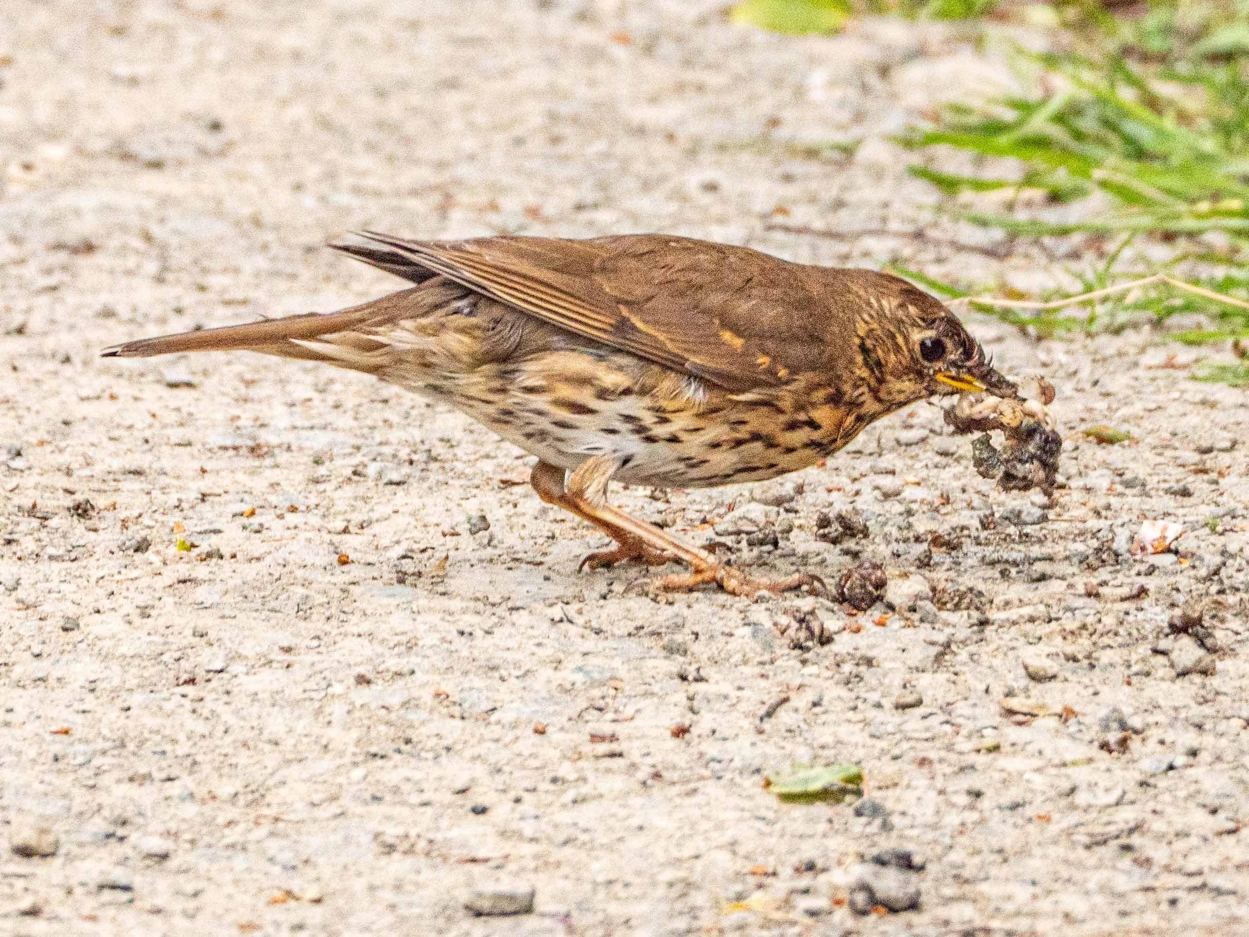 May – bird on a stick, post etc : Thrush on ground with snail by  Norman Kirby