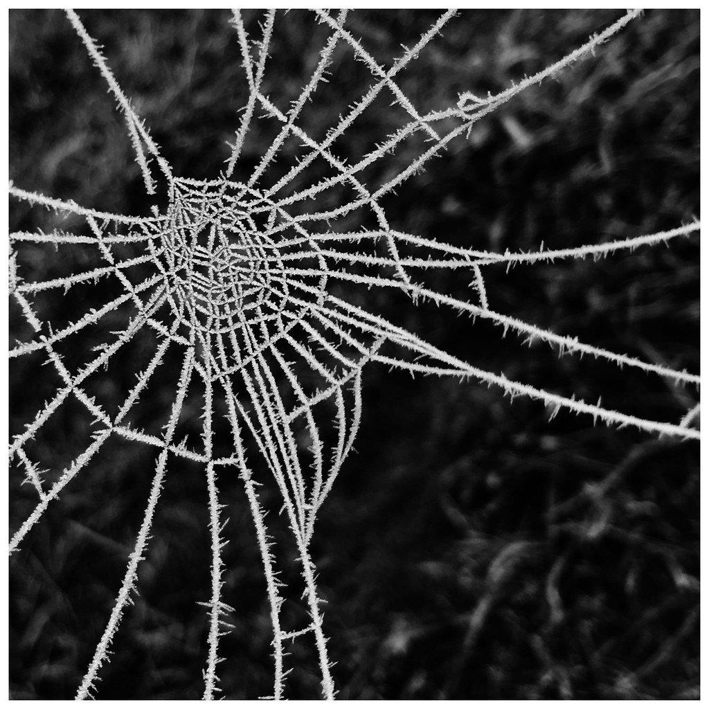 January – Winter: Frosty Cobweb  by Sarah Beard