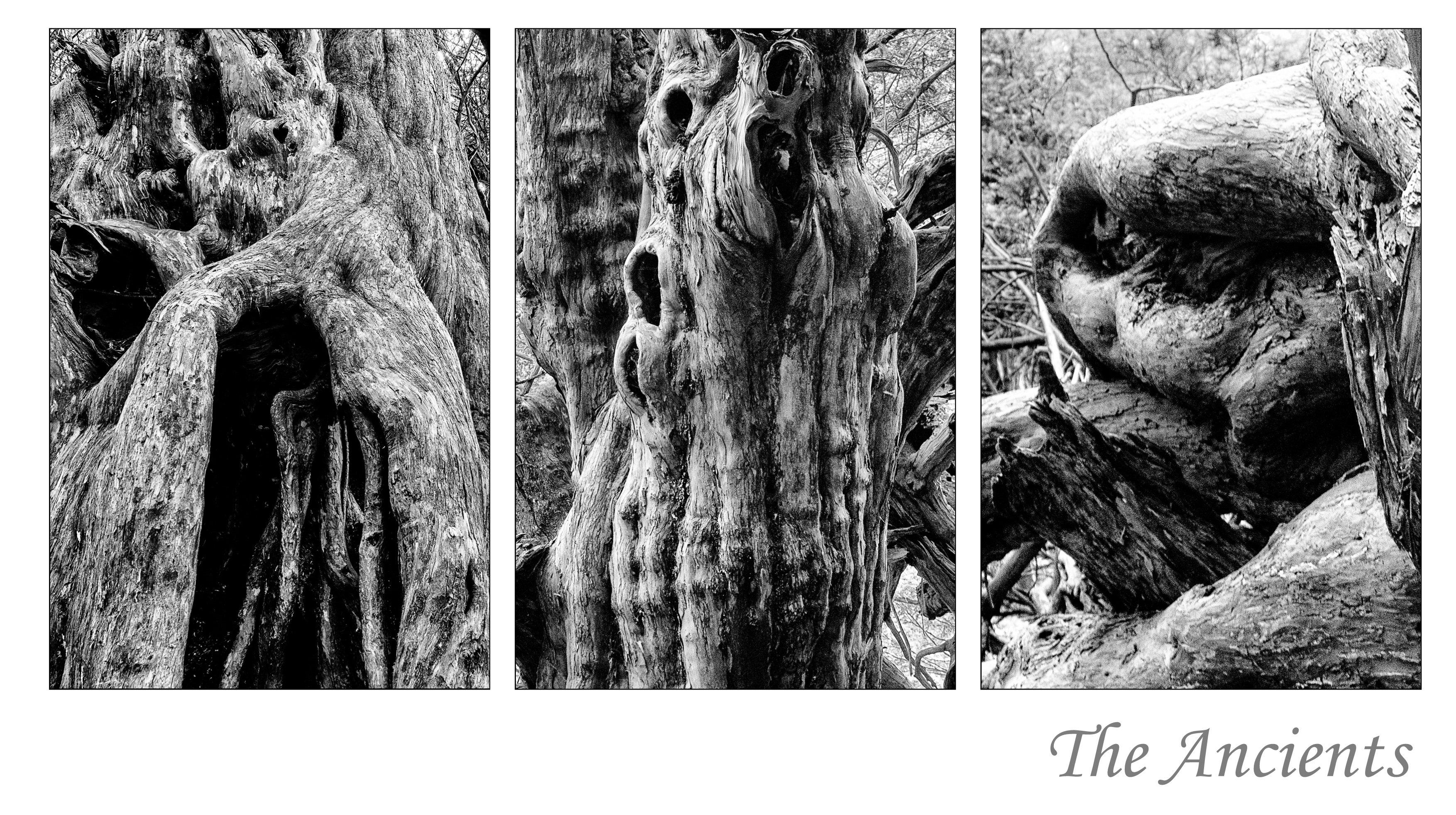 December  – triptych: The Ancients by Dean Sephton