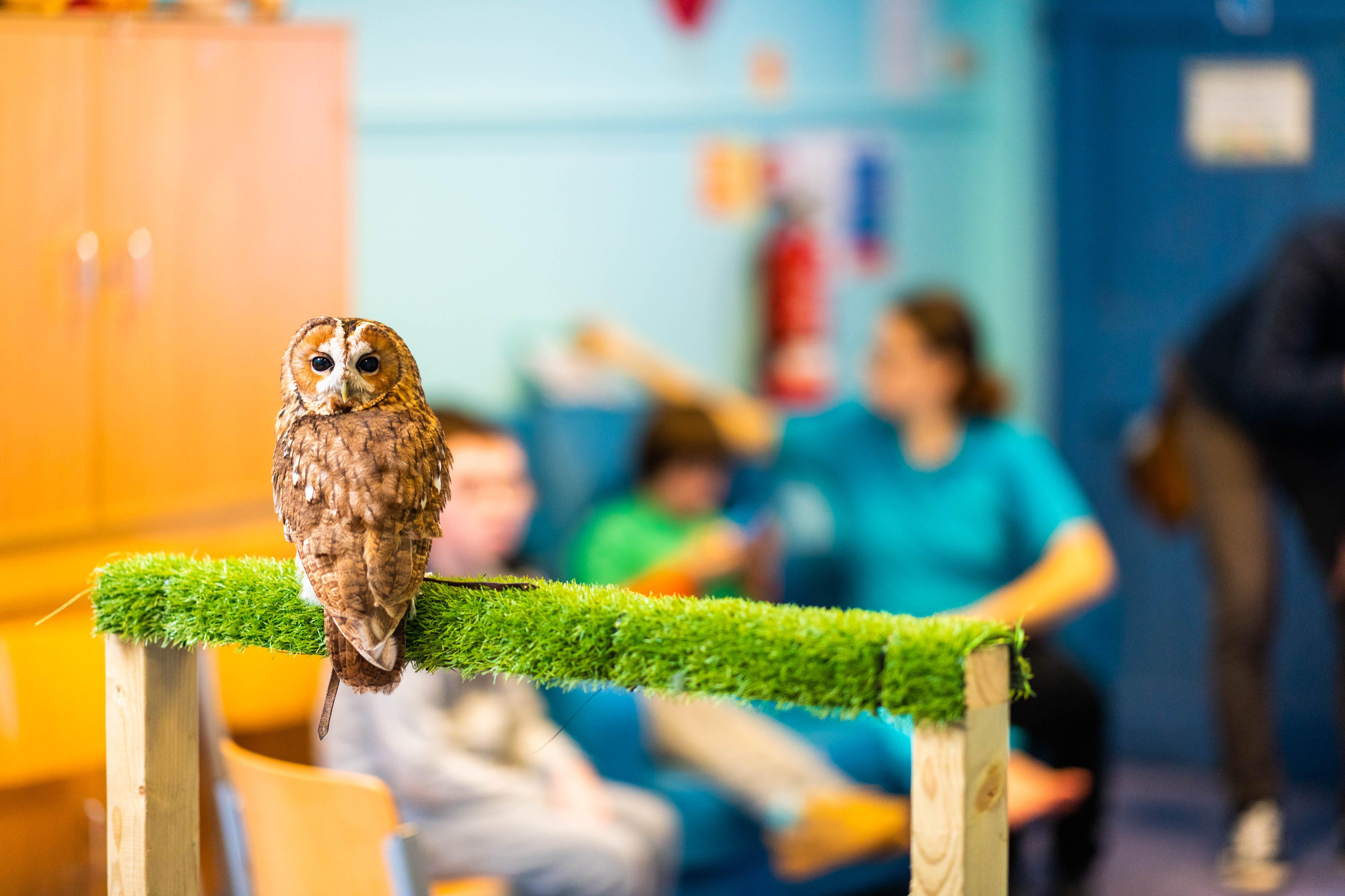 Children at Ashdown Centre in Worthing had owls to visit and a pizza-making session during a half term packed with activities. Picture: Guild Care