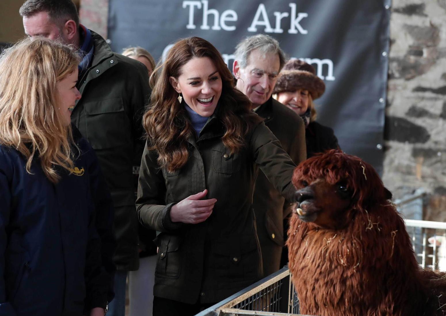 The Duchess of Cambridge strokes an alpaca during a visit to The Ark Open Farm, at Newtownards, near Belfast, where she is meeting with parents and grandparents to discuss their experiences of raising young children for her Early Childhood survey